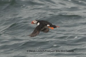 ATPU flight1,Eastern Egg Rock,6-12-13