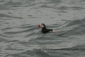 ATPU1,Eastern Egg Rock,6-12-13