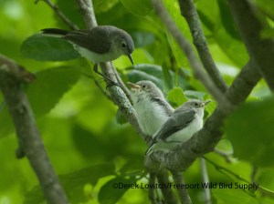 BGGN ad with fledglings2,OTP, 6-10-13