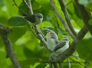 BGGN ad with fledglings,OTP, 6-10-13