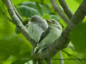 BGGN fledglings3,OTP,6-10-13