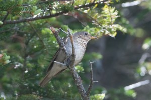 DSC_0139_BITH,WildcatMtn,6-17-13