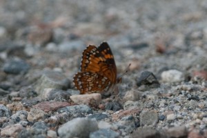 DSC_0144_HarrissCheckerspot,WildcatMtn,6-17-13