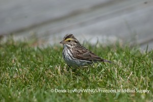 DSC_0174_SAVS1,MSI,6-18-13_edited-1