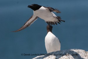 DSC_0199_RAZOandCOMU1,MSI,6-18-13_edited-1