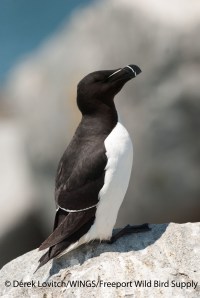 DSC_0223_RAZO6,MSI,6-18-13_edited-1