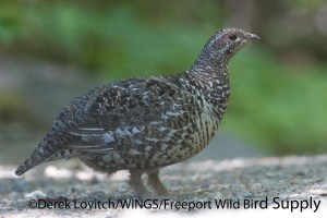 DSC_0319_SPGR_hen2,QuoddyHead,6-20-13_edited-1