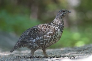 DSC_0325_SPGRhen3,QuoddyHead,6-20-13_edited-1