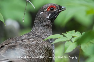 DSC_0370_SGPRmale,QuoddyHead,6-20-13_edited-1