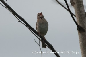 FISP,KennyPlains,7-12-13
