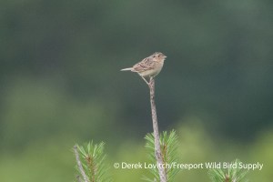 GHSP1,KennyPlains,7-12-13