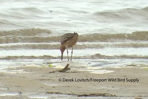 HendersoniiSBDO1a,HillsBeach,7-28-13_edited-1