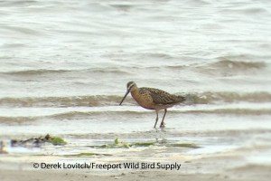 HendersoniiSBDO1,HillsBeach,7-28-13_edited-1