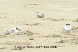 LETEwFL,HillsBeach,7-28-13_edited-1