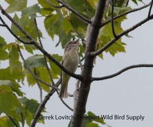 PHVI1,WildcatMtn,6-30-13_edited-1