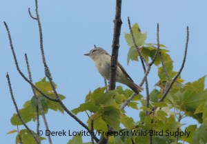 PHVI2, WildcatMtn,6-30-13_edited-1