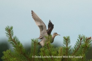 UPSA1,Kenny Plains,7-12-13