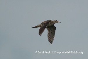 UPSA2,Kenny Plains,7-12-13