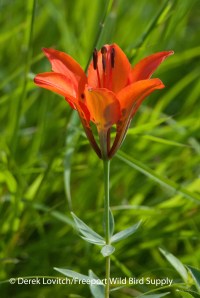 Wood Lily, KennyPlains,7-12-13