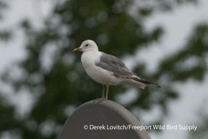 DSC_0009_MEGU_on_hoop1