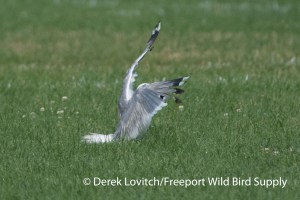 DSC_0020_MEGU_upperwing2