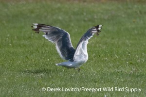 DSC_0020_MEGU_upperwing3