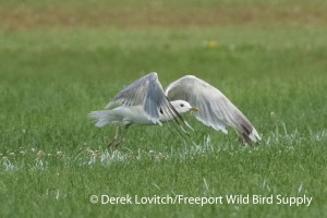 DSC_0024_MEGU_upper_and_underwing2