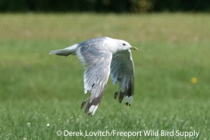 DSC_0024_MEGU_upper_and_underwing4