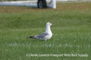 DSC_0032_MEGU_in_field1
