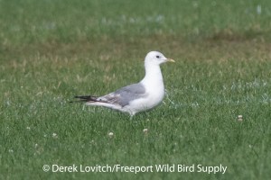 DSC_0032_MEGU_in_field2