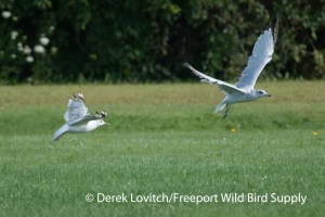 DSC_0037_MEGU_and_RBGU2