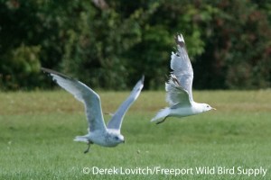 DSC_0037_MEGU_and_RBGU3