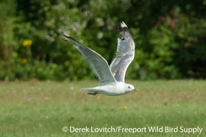 DSC_0045_MEGU_flight2