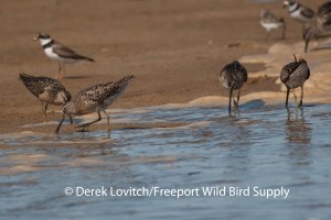 DSC_0239_SBDOs,HillsBeach,7-31-13_edited-1