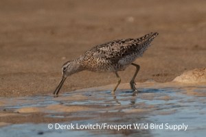 DSC_0250_SBDOgriseus,HillsBeach,7-31-13_edited-1