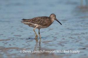 DSC_0254_SBDOs,HillsBeach,7-31-13_edited-1