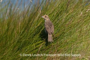 NESP,EasternRd,7-31-13_edited-1