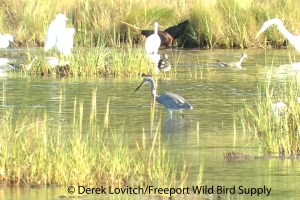 TRHExSNEG-A1,ScarMarsh,7-31-13_edited-1