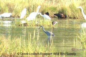 TRHExSNEG-A2,ScarMarsh,7-31-13_edited-1