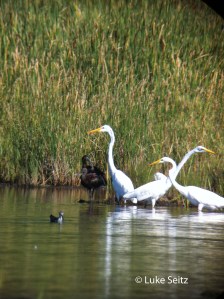 WFIB_byLuke,EasternRd, 7-31-13_edited-1