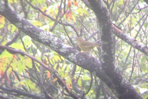 CONW2_Fort_Foster,Kittery, 9-13-13