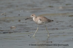 DSC_0002_WesternWILL1,Pine Point,9-13-13