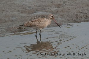 DSC_0010_HUGOjuv1,NatureShed,9-12-13