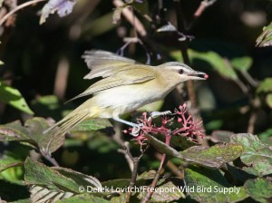 DSC_0016_REVIonAlternate-leafedDogwood,Sandy Point, 9-23-13