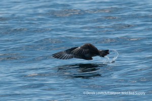 DSC_0022_juvLTJA2,offCapeCod,9-15-13