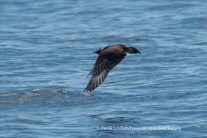 DSC_0024_juvLTJA1,offCapeCod,9-15-13