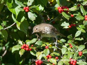 DSC_0026_SWTH_onWinterberry2,Sandy Point,9-23-13
