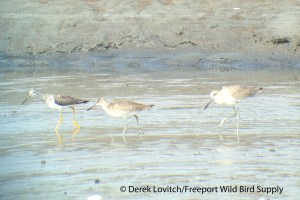 EWIL_with_WWIL2, Pine Point, 9-12-13