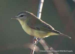 i -DSC_0008_PHVI,SandyPoint,9-26-13