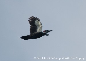 k -DSC_0024_PIWO,SandyPoint,9-26-13